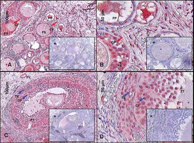 Figura 26 Fotomicrografia de cortes histológicos de ovários de cadelas demonstrando a imunolocalização do fator de crescimento semelhante à insulina (IGF-1) nas células foliculares de folículos