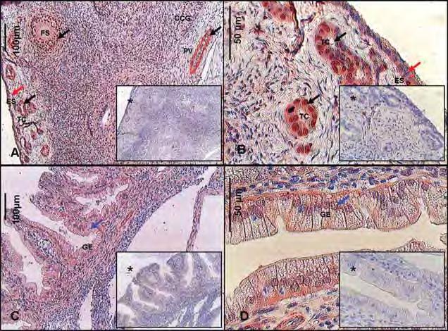 Figura 27 Fotomicrografia de cortes histológicos de ovário de cadela (A,B) e útero de cadela (C,D), demonstrando a imunolocalização do fator de crescimento semelhante à insulina (IGF-1) nas células