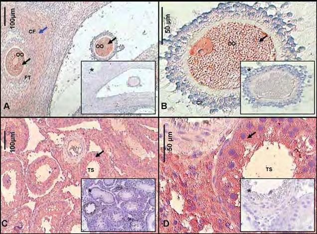 Figura 31 Fotomicrografia de cortes histológicos de ovário de cadela (A,B) e testículo de rato (C,D), demonstrando a Imunolocalização do receptor do fator de crescimento semelhante à insulina
