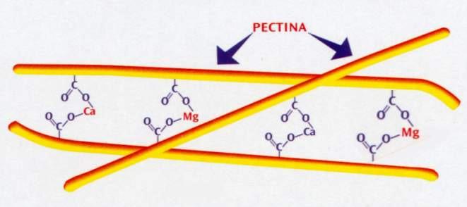 A pectina é parte estrutural da parede celular Íons de Ca e Mg conectam