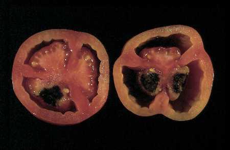 Ca deficiência em tomate Períodos curtos de deficiência (mudanças bruscas