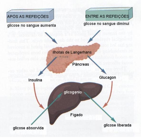 Pâncreas -> Exócrina: e Endócrina <- Ações antagônicas da insulina e do glucagon Diabete melitus: altos níveis de glicose no sangue e urina Tipo 1: Juvenil,