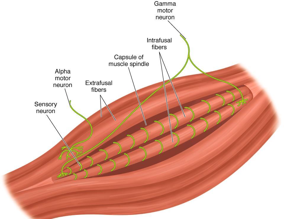 Fuso Neuromuscular Fuso Muscular 1 NMI ------ X Fibras Extrafusais Alfa - Fibras extrafusais contração