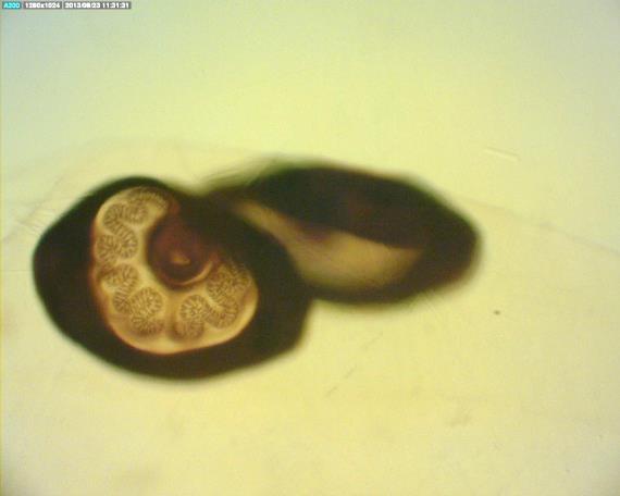 Musca domestica - larva