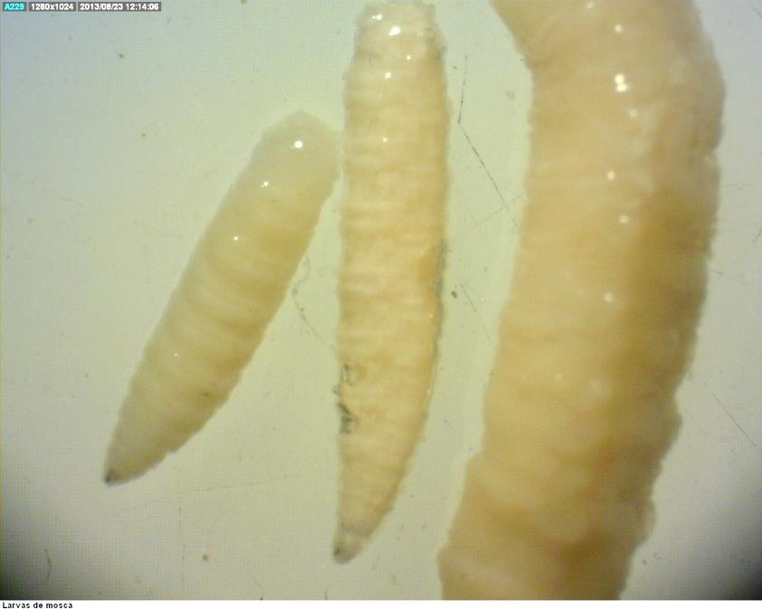morfológicas; larvas