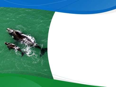 COM O MEIO AMBIENTE ISO 14001 Educação ambiental Programa de Reciclagem Projeto para controle de emissão de Carbono Apoio à preservação das Baleias Franca 45 OPORTUNIDADES DE CRESCIMENTO FOCO NA
