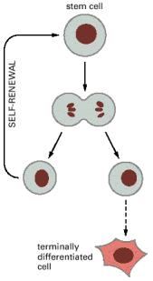 Células tronco Algumas das células formadas se diferenciam