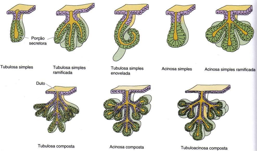 Tipos de