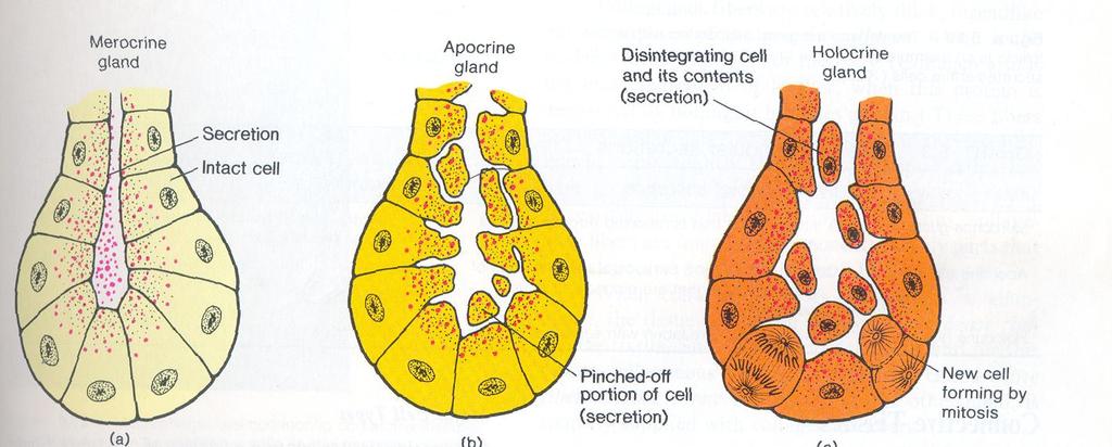 Tipos de glândulas - Merócrina: quando a secreção é eliminada sem perda do citoplasma. Exemplo: glândula sudorípara.