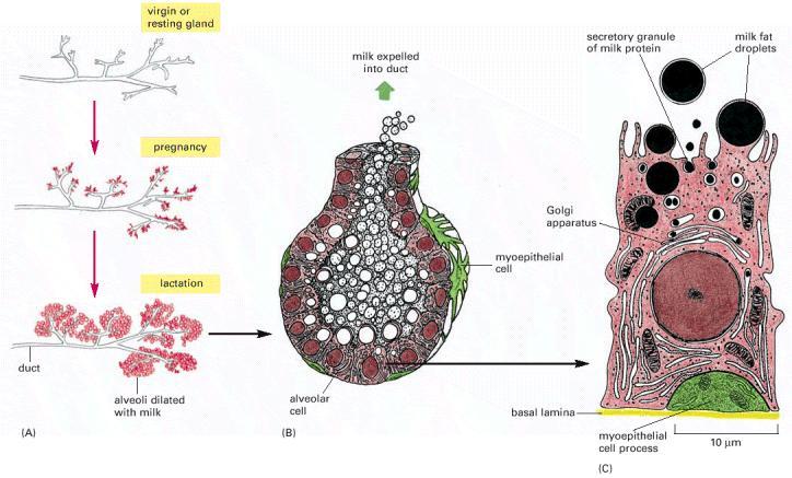 Glândula mamaria Apócrina Durante a gestação os hormônios promovem a proliferação da células epiteliais- aumento de 10 a 20X Proteína e