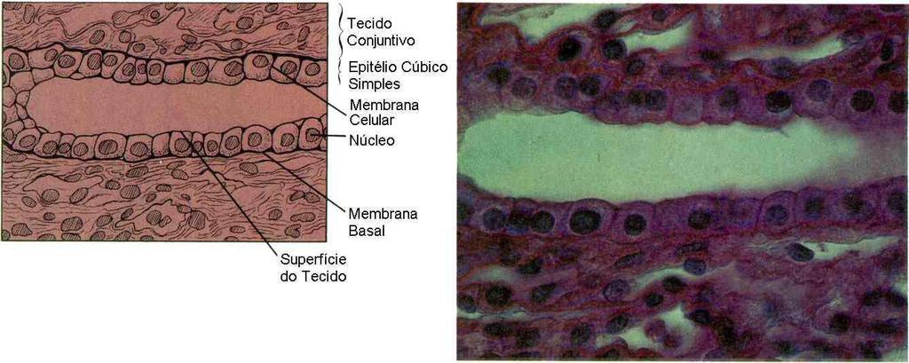 Epitélio Cúbico Simples: Camada única de células em forma de cubo Reveste ovários, túbulos dos rins e dutos de