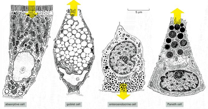 Tipos de células presentes no intestino Células absortivas- possuem microvilosidade para aumentar superfície de absorção Células caliciformes- secreção de muco