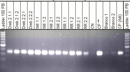 de amostras de milho transgenes (eventos Bt11 e Bt 176) foi amplificado com primers específicos para o gene Ahas, presente no