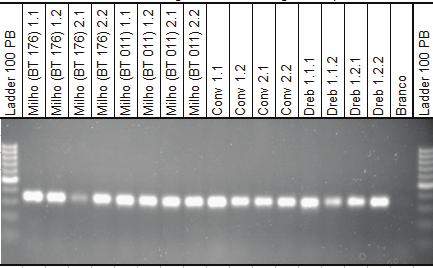 O DNA do evento Cultivance foi misturado na mesma proporção com DNA oriundo de amostras dos eventos de soja transgênica