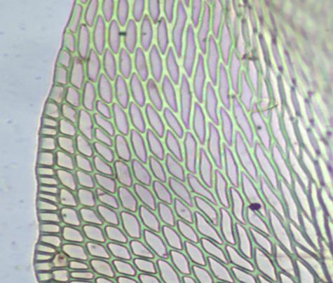 (1994), a espécie pode ser caracterizada pelo gametófito pequeno, filídios imbricados, suborbicular a ovado-oblongo e dentes do exostômio estriados na porção