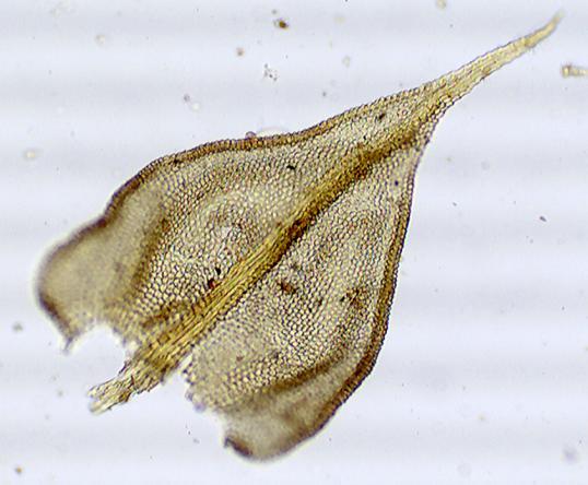 A B C D Figura 24: Haplocladium microphyllum. A: Filídio do caulídio. B: Filídio da ramificação.