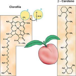 Carotenoides: são pigmentos acessórios que auxiliam na captação da energia