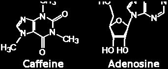 Efeitos no SNC Efeitos no SNC Aumenta a produção de serotonina a nível espinhal (+) motoneurônios alfa e ( ) nociceptores Dopamina: favorece motivação
