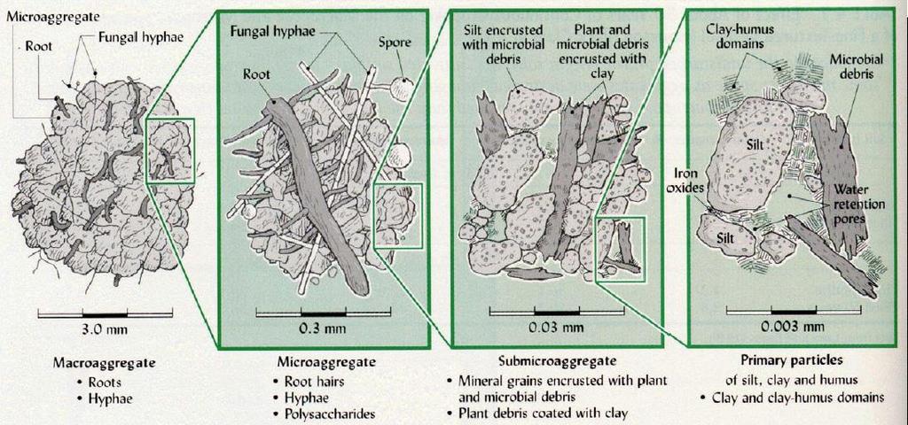 Influência dos organismos do solo Atualmente, também destaca-se a importância de polissacarídeos,