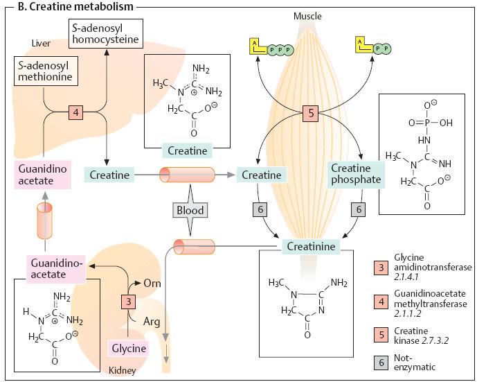 Metabolismo