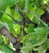 EORIOSE AMERICANA (Phomopsis viticola (Sacc.) As infeções de escoriose são mais severas em primaveras chuvosas, agravando-se quando estas se sucedem a invernos igualmente muito chuvosos.