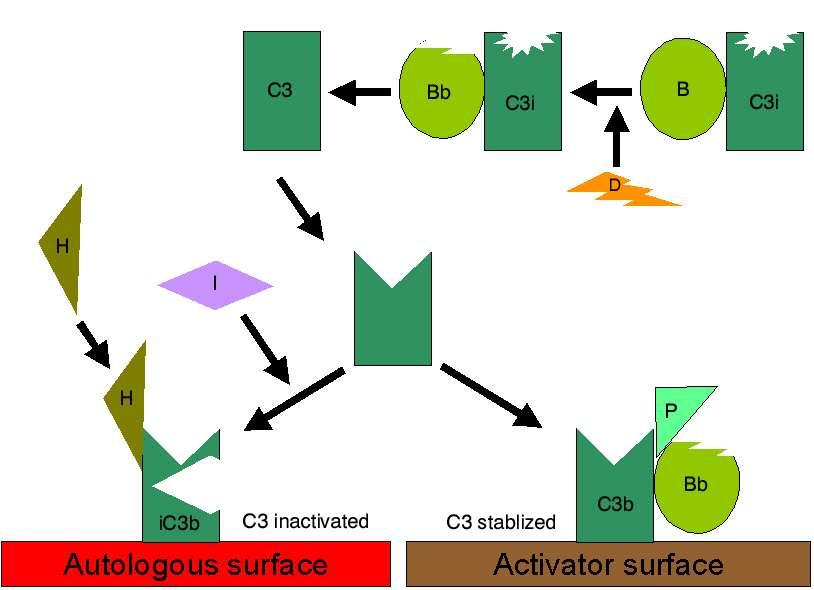 Regulação de C3b em superfícies do Próprio