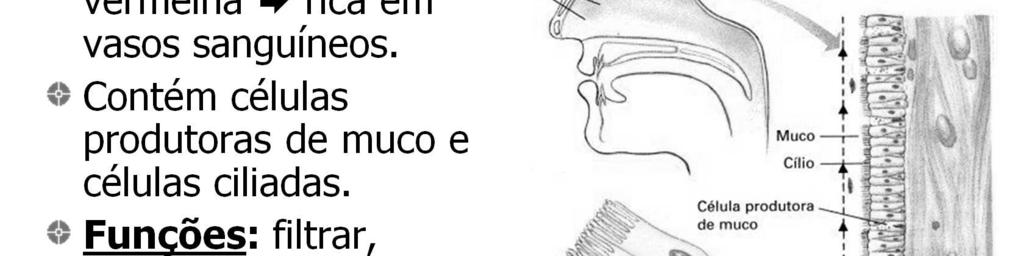 O muco consiste de mucopolissacarídeos, uma variedade de proteínas, incluindo anticorpos e enzimas, além de sais dissolvidos em água.