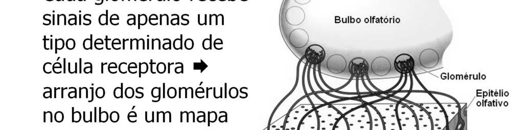 A informação olfativa é modificada por interações inibitórias e