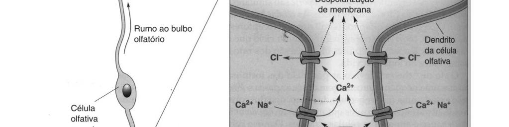 Uma vez que os canais catiônicos regulados por AMPc estejam abertos a corrente flui para dentro e a membrana do neurônio olfativo despolariza.