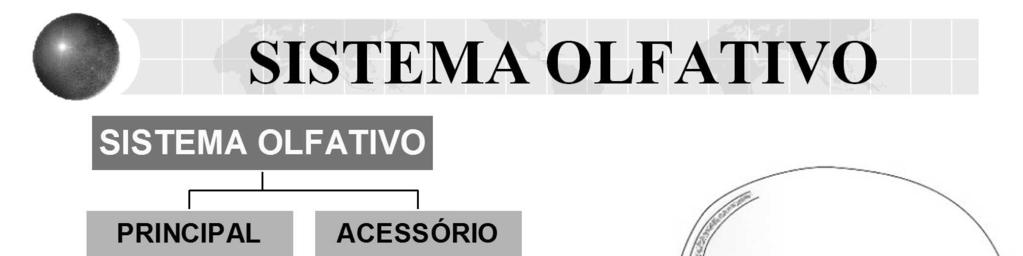 O sistema olfativo acessório consiste de uma região