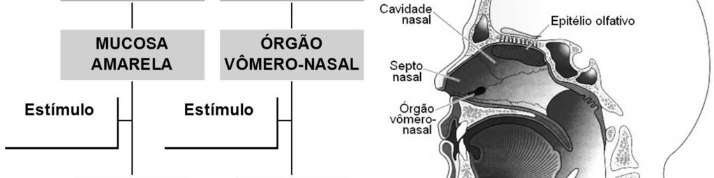 o órgão vômero-nasal a qual se projeta para o bulbo