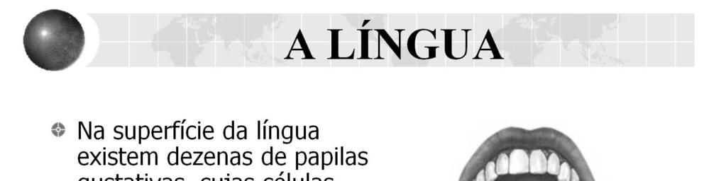 A gustação é primariamente uma função da língua, embora regiões da faringe, palato e epiglote tenham alguma sensibilidade.