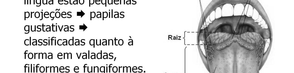 As papilas filiformes são alongadas.