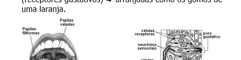 A língua, as papilas e os botões gustativos, (a) As papilas são estruturas sensíveis ao gosto. As maiores e mais posteriores papilas são as valadas. As papilas filiformes são alongadas.