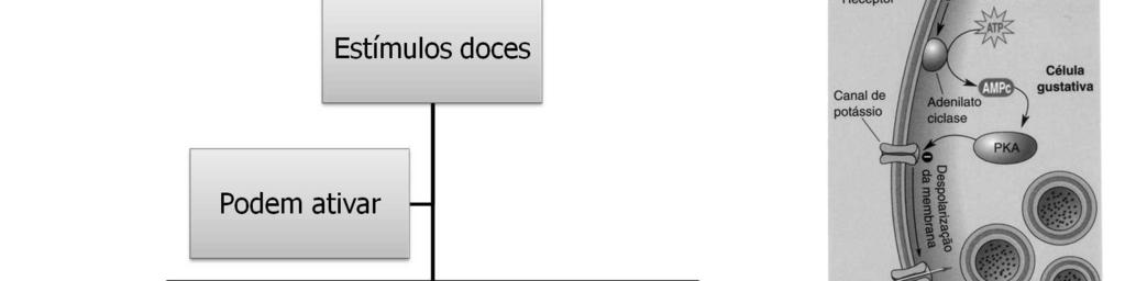 Em um caso, a cascata é similar à causada pela ativação dos receptores de noradrenalina em determinados neurônios.