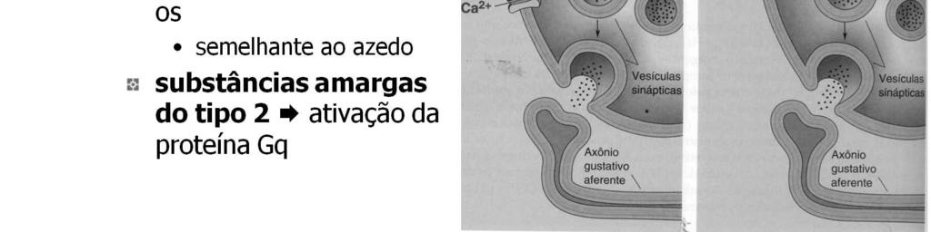 do sabor doce. Um tipo de receptor para substâncias amargas desencadeia um aumento intracelular de inositol trifosfato (IP 3 ).