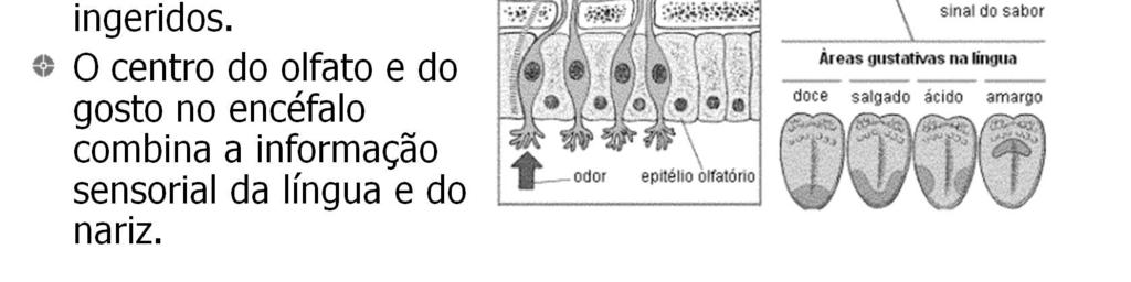 e do paladar no cérebro combina a informação sensorial da língua e do nariz.