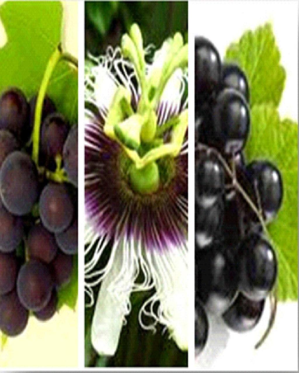 POLIFENÓIS E FLAVONÓIDES Complexo de polifenóis e flavonoides derivados da uva, maracujá e cassis.