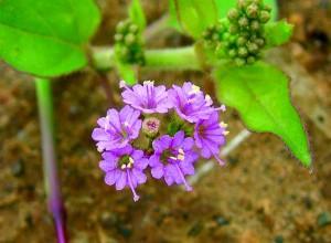 EXTRATO DE BOERHAVIA Extrato biotecnológico da planta Boerhavia difusa, rico em diversos compostos químicos e dentre eles as boeravinonas, compostos fenólicos com ação antioxidante e