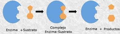 enzimasubstrato 3.