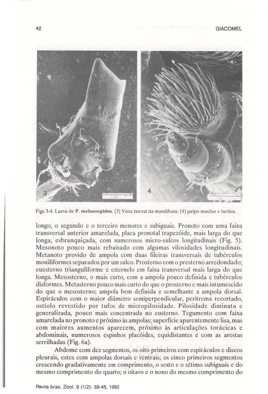 42 GIACOMEL Figs 3-4. Larva de P. melanospidus. (3) Vista lateral da mandíbula; (4) palpo maxilar e lacínia. longo, o segundo e o terceiro menores e subiguais.