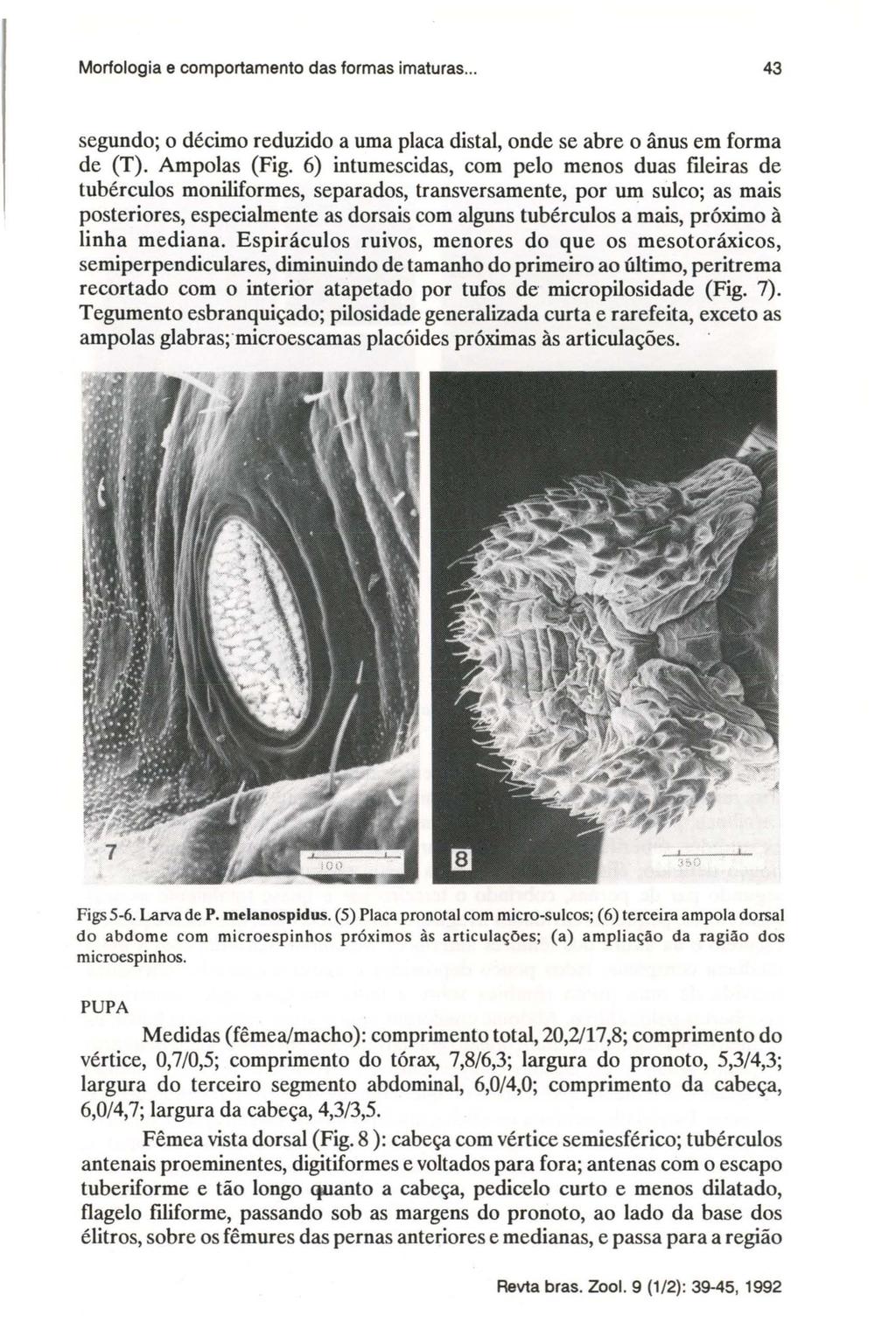 Morfologia e comportamento das formas imaturas... 43 segundo; o décimo reduzido a uma placa distai, onde se abre o ânus em forma de (T). Ampolas (Fig.
