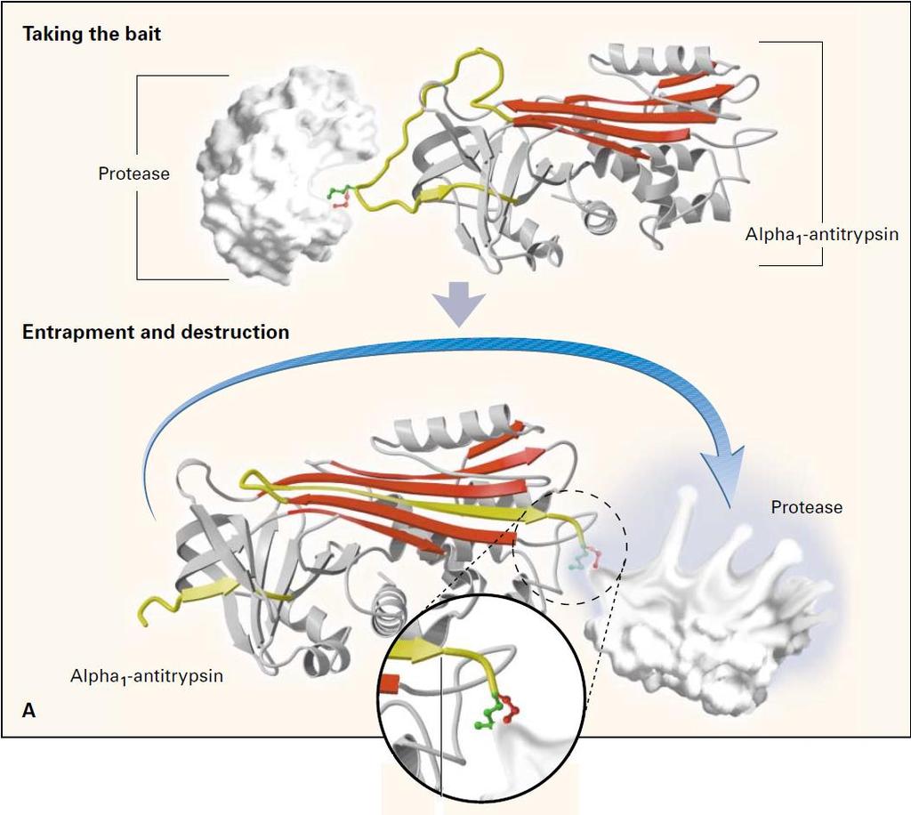 Introdução Figura 2: Mecanismo pelo qual a AAT realiza a inibição de proteases (elastase neutrofílica).