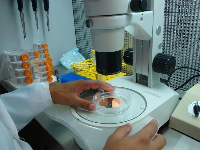 Produção in vitro de Embriões - PIVE 2)