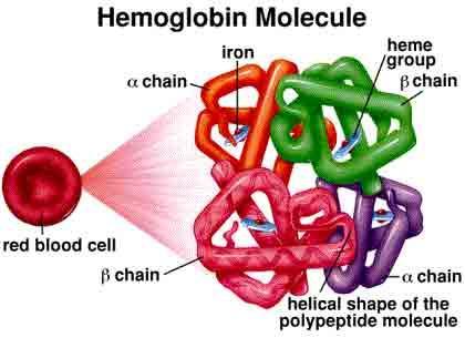 Hemoglobina A hemoglobina é uma metaloproteína globular tetramérica Cadeia Ferro (Fe 2+ ) Grupo heme heme Cadeia b duas subunidades tipo e