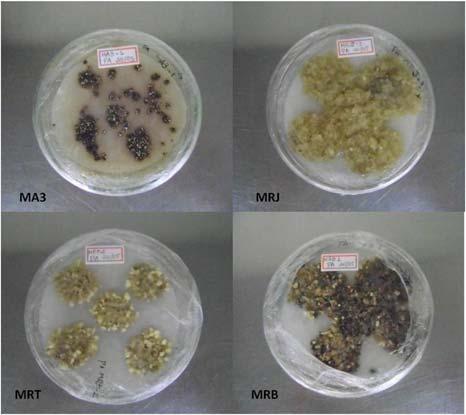 FIGURA 4 Aspecto visual do desenvolvimento celular da bananeira em diferentes meios de regeneração.