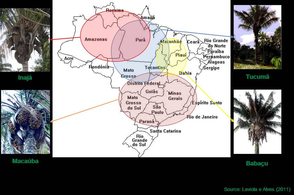 Diversificação de