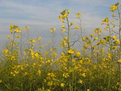 Diversificação de Matérias-Primas Tropicalização da Canola