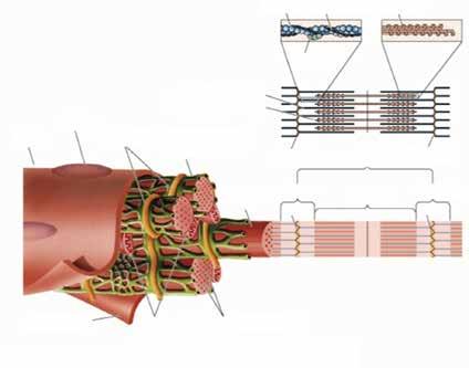 3. A FIBRA MUSCULAR A célula muscular estriada esquelética é alongada e fusiforme sendo assim chamada de miócito (fibra).