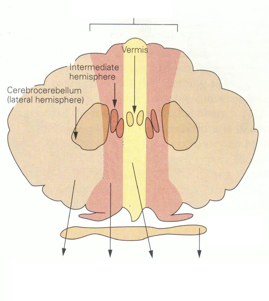 FUNÇÕES DO CEREBELO Vestíbulo-cerebelo (lobo flóculonodular): controle do equilíbrio e dos movimentos oculares.